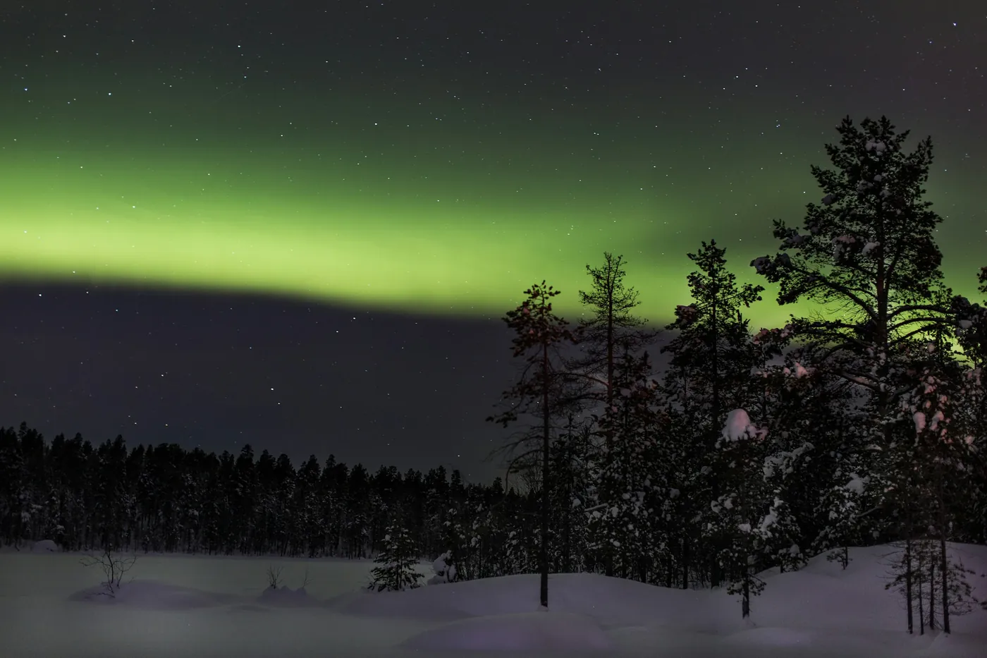 Una franja verde de aurora sobre un claro nevado rodeado de pinos oscuros bajo un cielo estrellado
