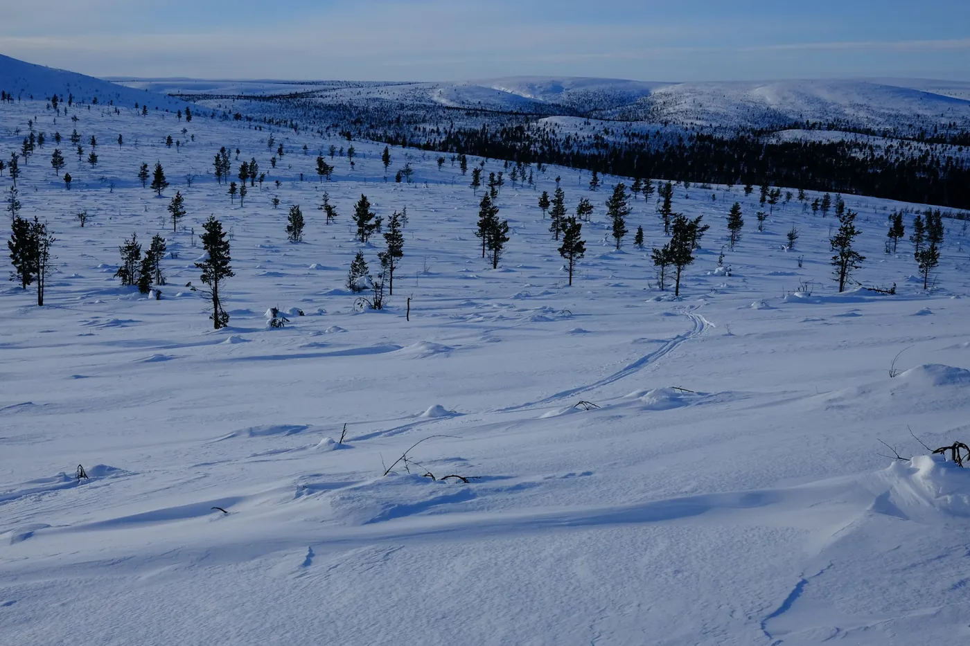 Une trace de ski solitaire serpente sur une large pente enneigée parsemée de petits épicéas, fjells arrondis au loin sous un ciel pâle
