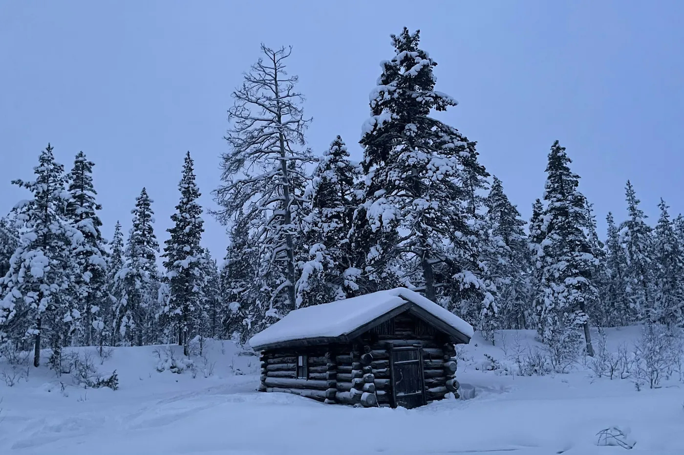 Une petite et vieille cabane en rondins, le toit sous une épaisse couche de neige, entre de grands épicéas enneigés dans la lumière bleue de l'hiver