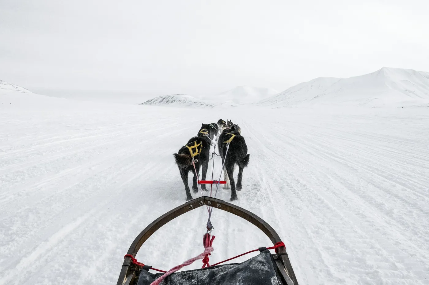 The view from a sled: a team of dark huskies in yellow harnesses running ahead on a wide, flat snow trail towards white hills