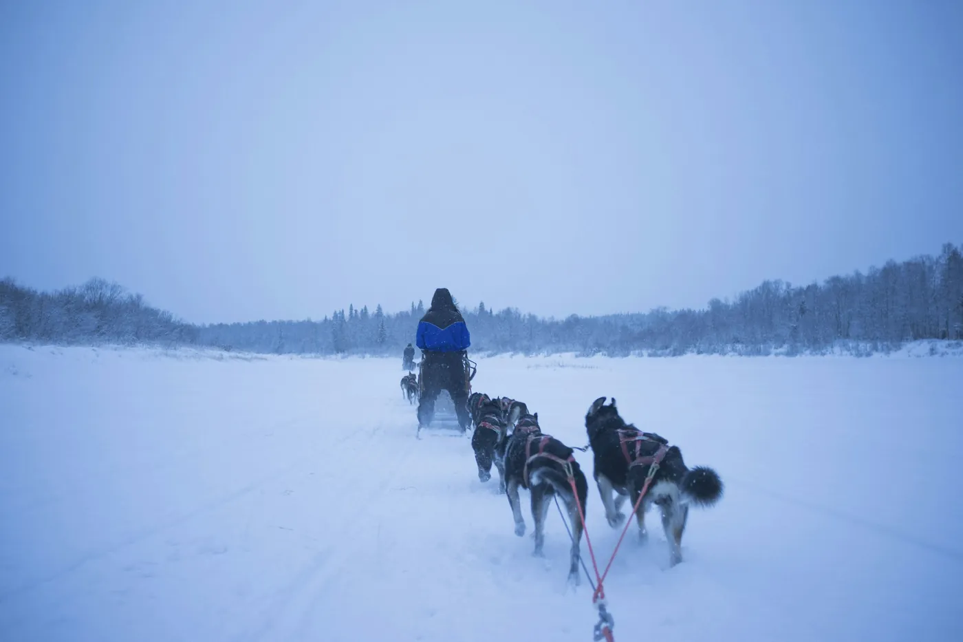 Dark huskies in harness running across a snowy plain behind a musher in a blue jacket on the sled ahead, forest along the horizon