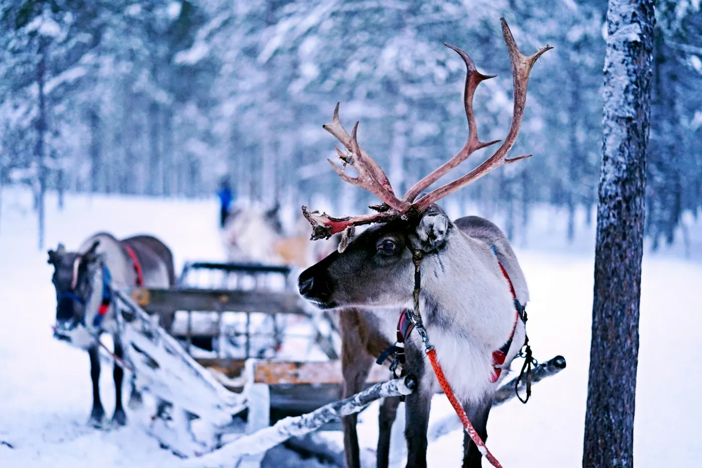 Una renna con grandi corna e imbragatura rossa accanto a una slitta di legno in una pineta innevata, dietro una seconda renna con la sua slitta