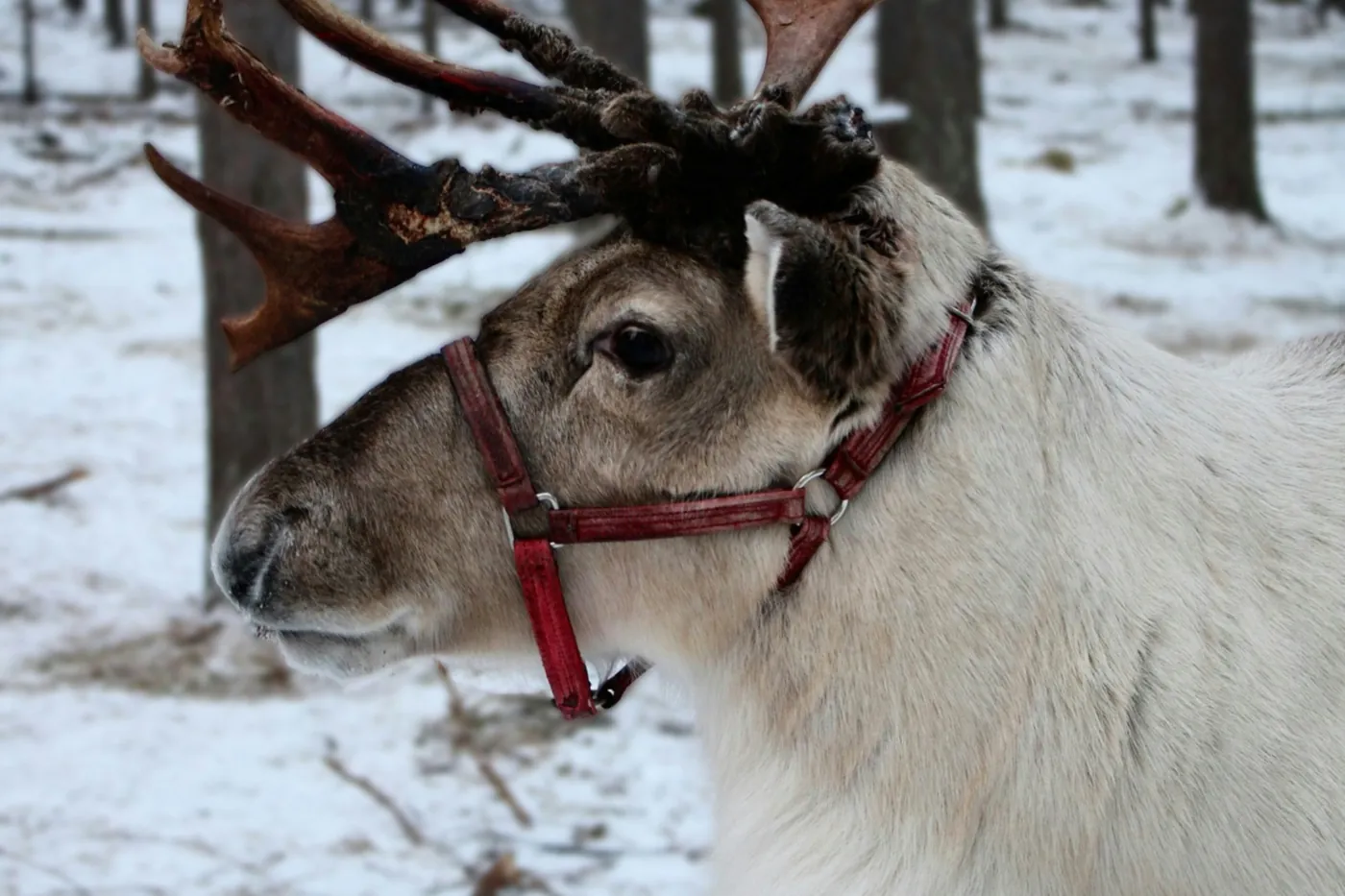 Close-up of a pale reindeer with dark antlers and a red halter standing among pine trunks on thin snow