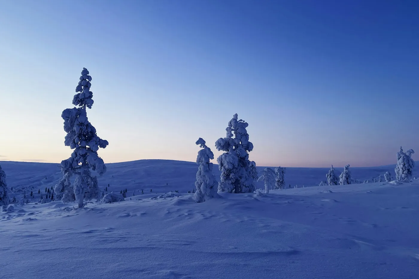 Abetos cargados de nieve, solos en un fell abierto y nevado bajo un cielo azul de crepúsculo